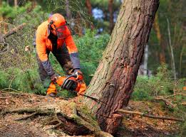 Best Fruit Tree Pruning  in Celoron, NY