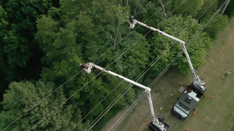 Best Tree Removal  in Celoron, NY